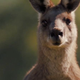 This kangaroo is not actually a protagonist. (Screenshot: Vimeo)